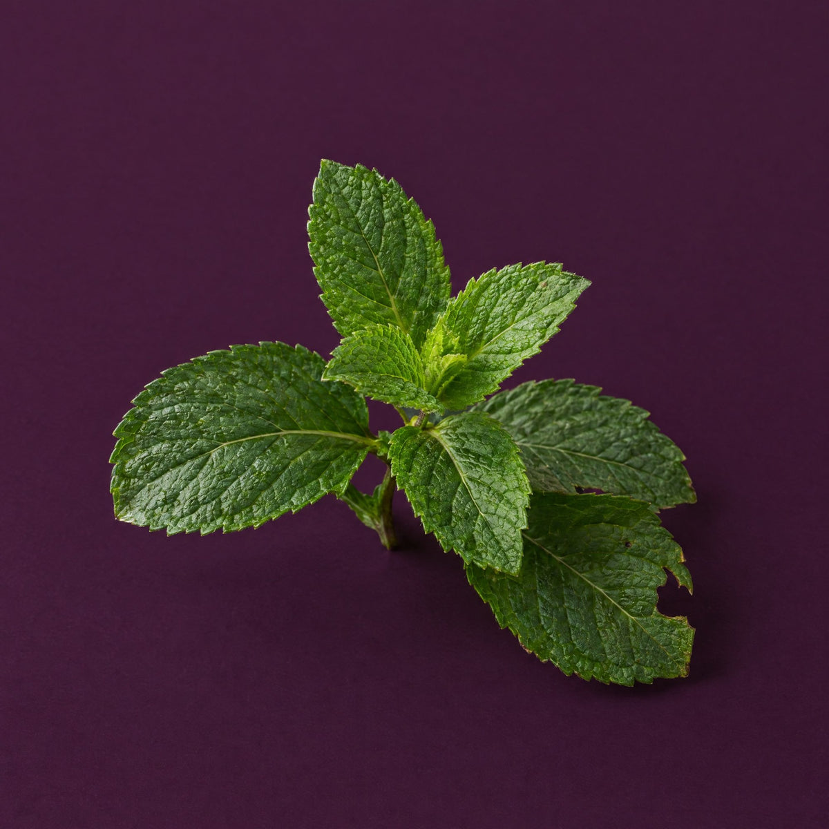 Fresh peppermint sprig on plum